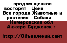 продам щенков восторят › Цена ­ 7 000 - Все города Животные и растения » Собаки   . Кемеровская обл.,Анжеро-Судженск г.